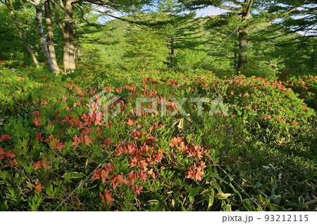 湯の丸高原つつじ平の花咲くレンゲツツジ群生地と湯の丸山 93212115