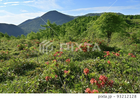 湯の丸高原つつじ平の花咲くレンゲツツジ群生地に篭ノ登山 湯の丸高原つつじ平の花咲くレンゲツツジ群生地に篭ノ登山 93212128