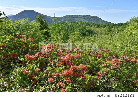 湯の丸高原つつじ平の花咲くレンゲツツジ群生地に篭ノ登山 93212131
