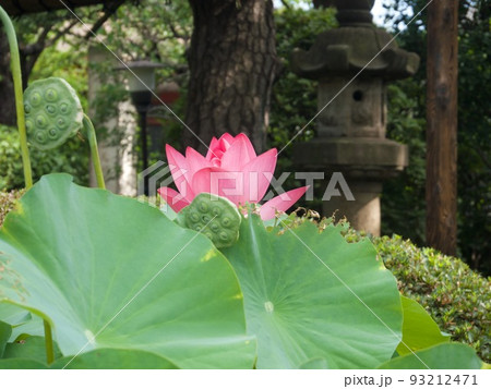 ピンク色の蓮の花の開花 93212471