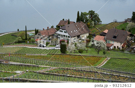 Vineyard terrace, Lavaux, Switzerland Vineyard terrace, Lavaux, Switzerland 93212612