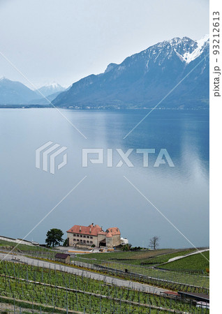 Vineyard terrace, Lavaux, Switzerland Vineyard terrace, Lavaux, Switzerland 93212613