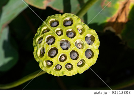 蓮の実が綺麗な色に色づいてきた 93212808