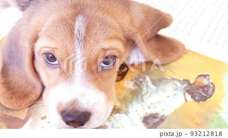 カメラ目線のビーグル犬と絵本 93212818