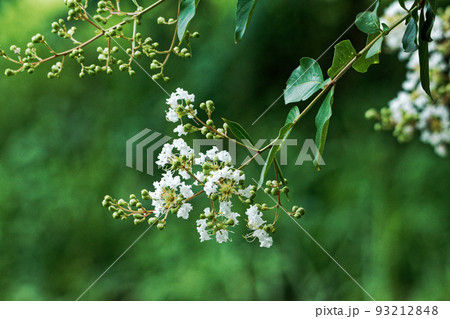 百日紅開花 93212848