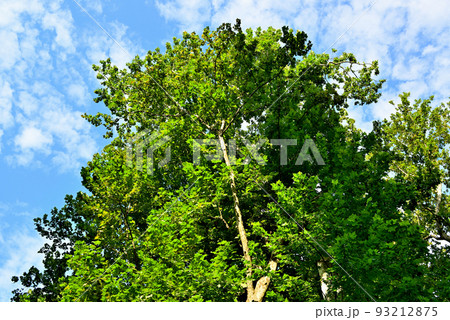 落葉樹 夏のプラタナスの木 落葉樹 夏のプラタナスの木 93212875