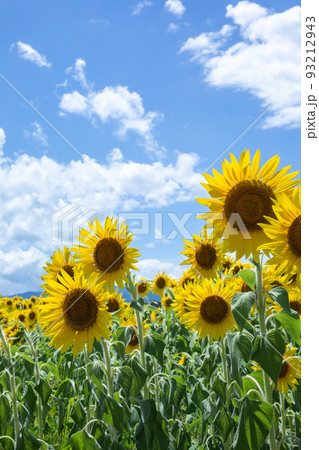 青空とひまわり blue sky and sunflowerの写真素材 [93212943
