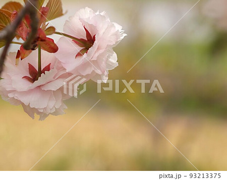 八重桜の花とコピースペース 93213375