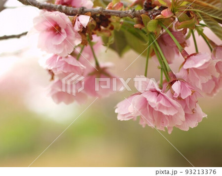 八重桜の花とコピースペース 八重桜の花とコピースペース 93213376