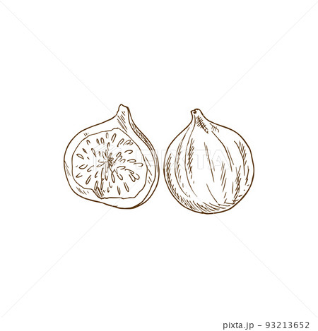 Fig exotic fruit isolated tropical food. Vector exotic dessert whole and cut, sweet snack 93213652