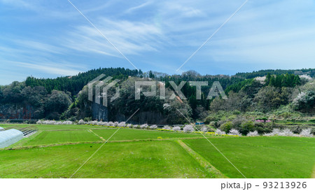 宮城地区の桜並木風景「観光名所:墓守桜」大分県竹田市宮城地区 宮城地区の桜並木風景「観光名所:墓守桜」大分県竹田市宮城地区 93213926