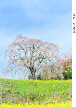 しだれ桜と春空風景「観光名所:墓守桜」大分県竹田市宮城地区 しだれ桜と春空風景「観光名所:墓守桜」大分県竹田市宮城地区 93213969