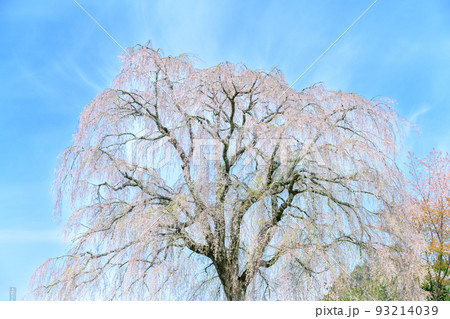 春空を背景に枝垂桜風景「観光名所:墓守桜」大分県竹田市宮城地区 春空を背景に枝垂桜風景「観光名所:墓守桜」大分県竹田市宮城地区 93214039