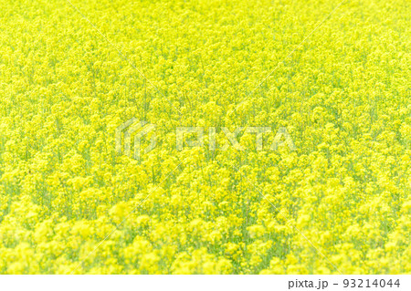 菜の花畑風景「観光名所:墓守桜の周辺風景」大分県竹田市宮城地区 菜の花畑風景「観光名所:墓守桜の周辺風景」大分県竹田市宮城地区 93214044