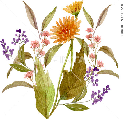 Flower herb watercolor png 93214858