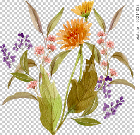 Flower herb watercolor png 93214858
