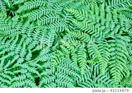 Wild forest fern full frame plant texture for background. Wild forest fern full frame plant texture for background. 93214979