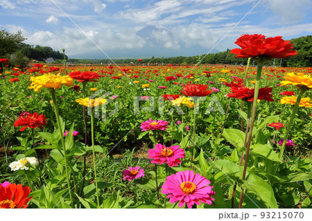 山梨県南都留郡山中湖村山中 花の都公園満開の百日草と後ろにそびえる富士山 山梨県南都留郡山中湖村山中 花の都公園満開の百日草と後ろにそびえる富士山 93215070