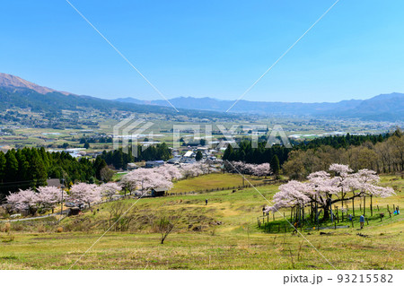 観音桜「阿蘇外輪山を背景に観光名所：観音桜周辺パノラマ風景」阿蘇郡南阿蘇村 93215582