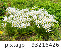 たますだれ 93216426