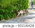 南国の猫 93216428