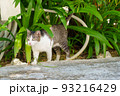 南国の猫 93216429