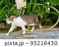 南国の猫 93216430