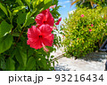 ハイビスカス 93216434