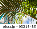 南国でバカンス 93216435
