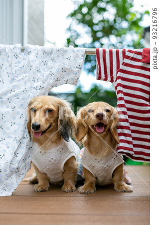 外に干された洗濯物の下でくつろぐ愛犬 93216796
