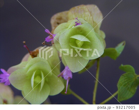 オレガノ・ケントビューティー オレガノ・ケントビューティー 93217005