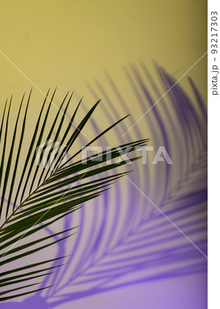 Tropical leaves in neon light with duotone shadows Tropical leaves in neon light with duotone shadows 93217303