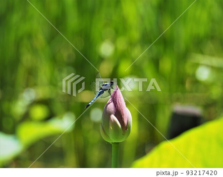 稲をバックに 93217420