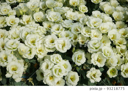 トルコキキョウ（ユーストマ） 93218775