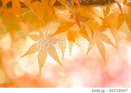 もみじの紅葉を多重露光で 93219007