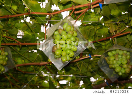 完熟を待つぶどう園のぶどう 93219038
