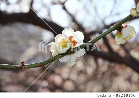 若い梅 【公式通販】
