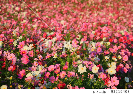 ひたち海浜公園、カラフルできれいな秋桜の花畑 ひたち海浜公園、カラフルできれいな秋桜の花畑 93219403