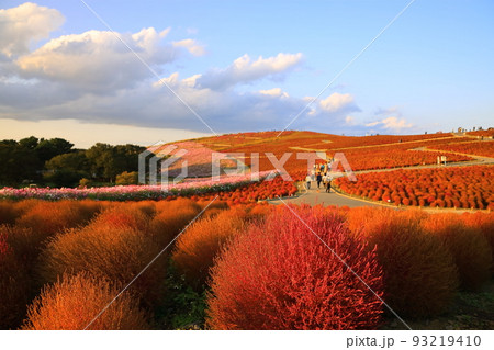 ひたち海浜公園、秋晴の中、紅葉したコキアとカラフルな秋桜の花畑 93219410