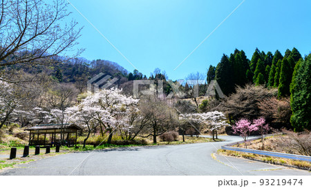 高森峠の千本桜風景「九十九曲がり」と呼ばれ約7000本の桜が3kmの沿道を埋め尽くす景色」 高森峠の千本桜風景「九十九曲がり」と呼ばれ約7000本の桜が3kmの沿道を埋め尽くす景色」 93219474