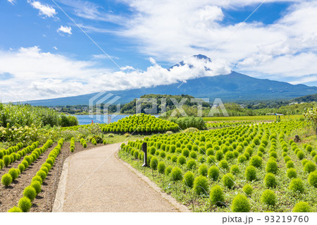 夏の河口湖 大石公園 コキアと富士山 夏の河口湖 大石公園 コキアと富士山 93219760