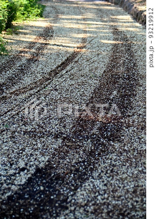ミズナラの花弁に覆われた道路 93219912