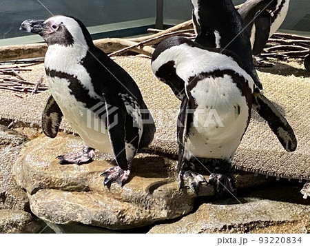 2匹のペンギン 93220834