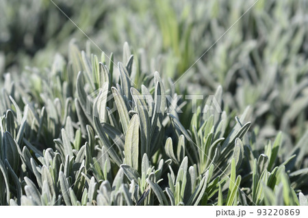 Common lavender 93220869