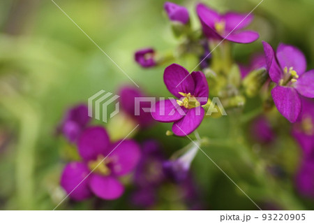 Garden Arabis 93220905