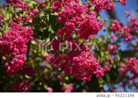 綺麗なサルスベリ 93221166