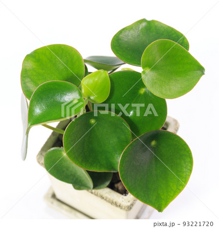 観葉植物、ペペロミア・ジェイドの葉【白背景】 93221720
