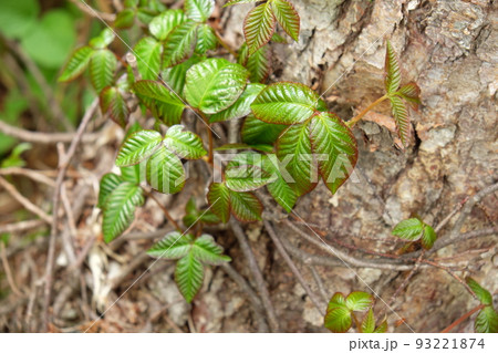 ツタウルシ 93221874