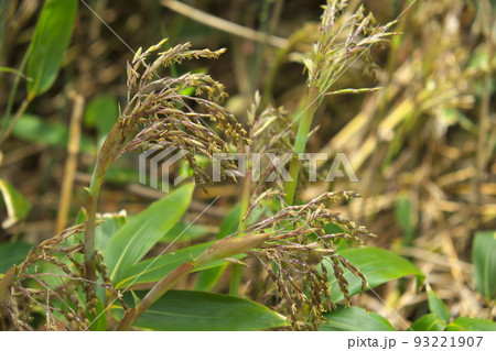 笹の花 93221907