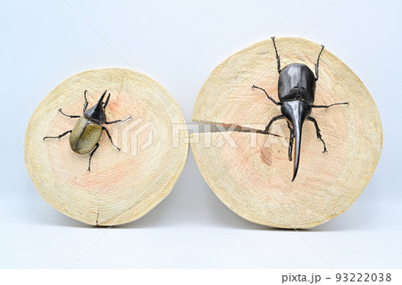 ヘラクレスヘラクレスとヘラクレスレイディ 93222038